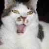 55717 - Unmoderated Photos Taken At Just The Right Moment - 161