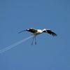 59898 - Unmoderated Photos Taken At Just The Right Moment - 208