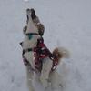 47323 - Unmoderated Photos Taken At Just The Right Moment - 1