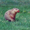 53332 - Unmoderated Photos Taken At Just The Right Moment - 210