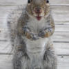 99811 - Unmoderated Photos Taken At Just The Right Moment - 212