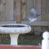 79567 - Perfectly Timed Photos