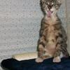66296 - Unmoderated Photos Taken At Just The Right Moment - 8
