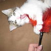 47438 - Unmoderated Photos Taken At Just The Right Moment - 203