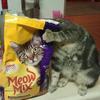 21103 - Perfectly Timed Photos