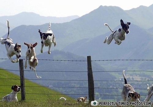 flyingdogs-5.jpg?1291159125