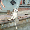 20985 - Perfectly Timed Photos