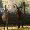 59835 - Unmoderated Photos Taken At Just The Right Moment - 208