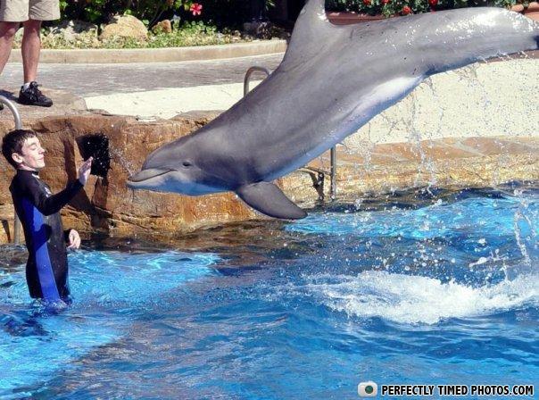 Perfectly Timed Photos - Swimming's overrated...