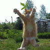 Kittay