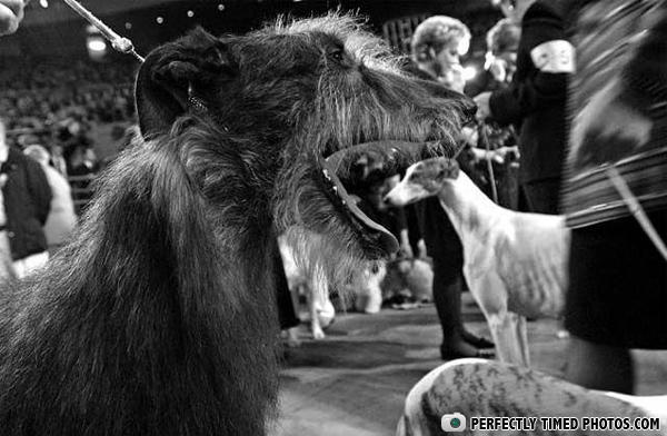 Dogshow