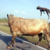 26174 - Unmoderated Photos Taken At Just The Right Moment - 201