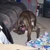 Dog-1